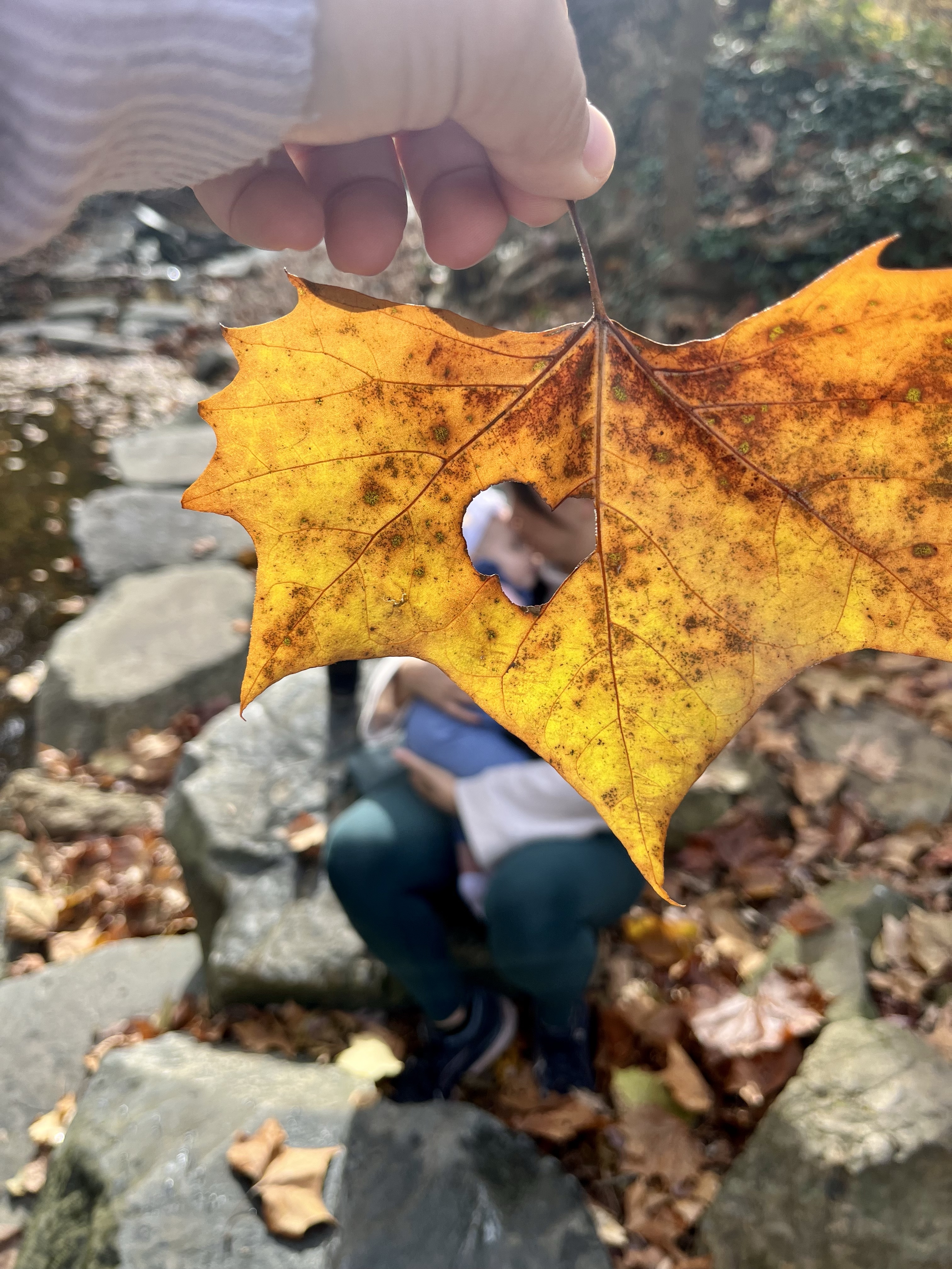Renew in Nature: Pausing to Reflect and Redirect Energies in Daily Life