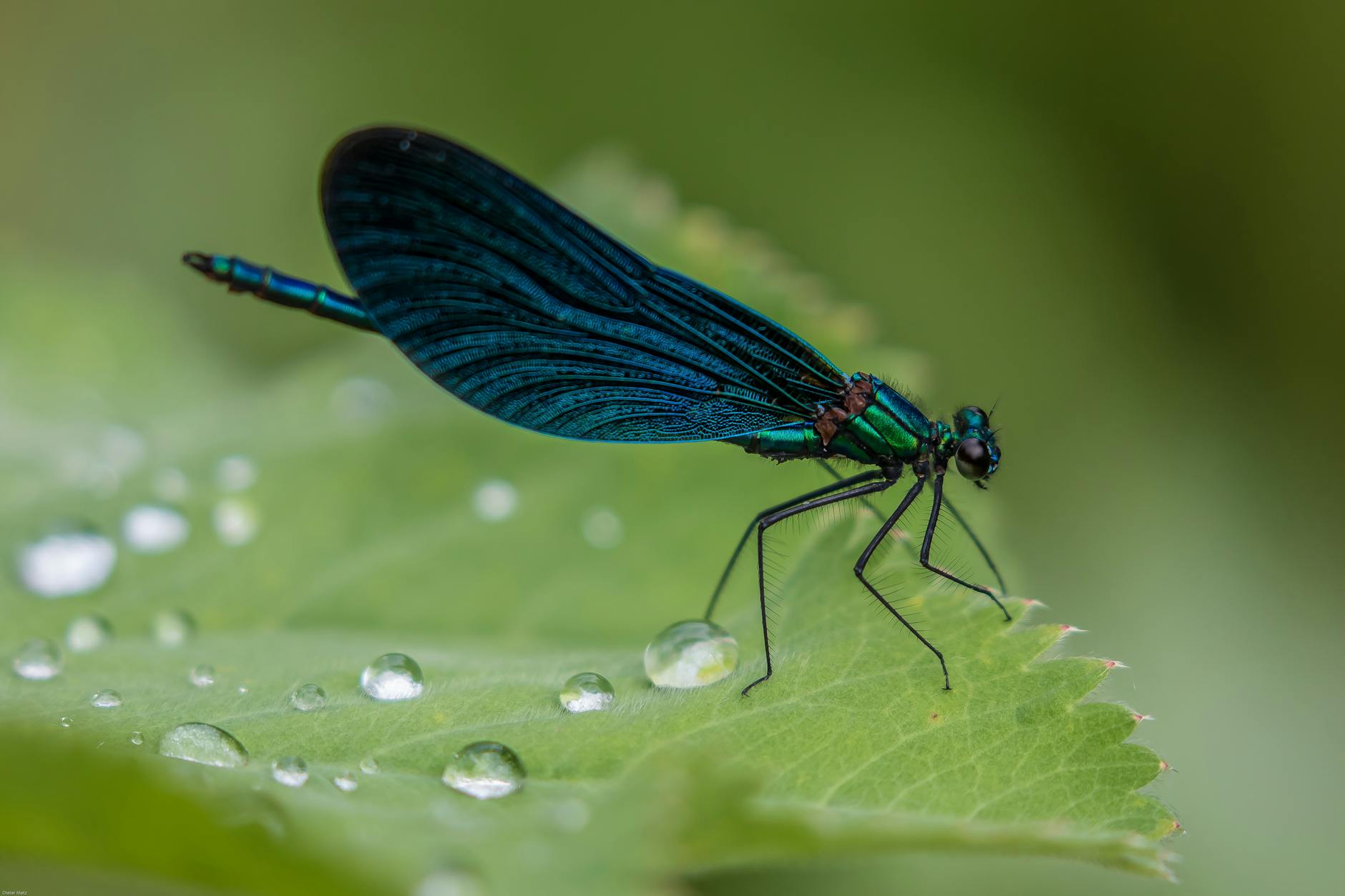4 Heartfelt pointers from dragonflies: Optimize your Well-being with this short guide