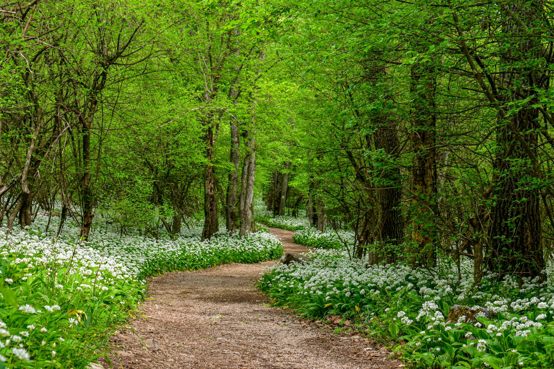Nature-informed therapy for women navigating pregnancy, postpartum, parenting, and perimenopause in Maryland.