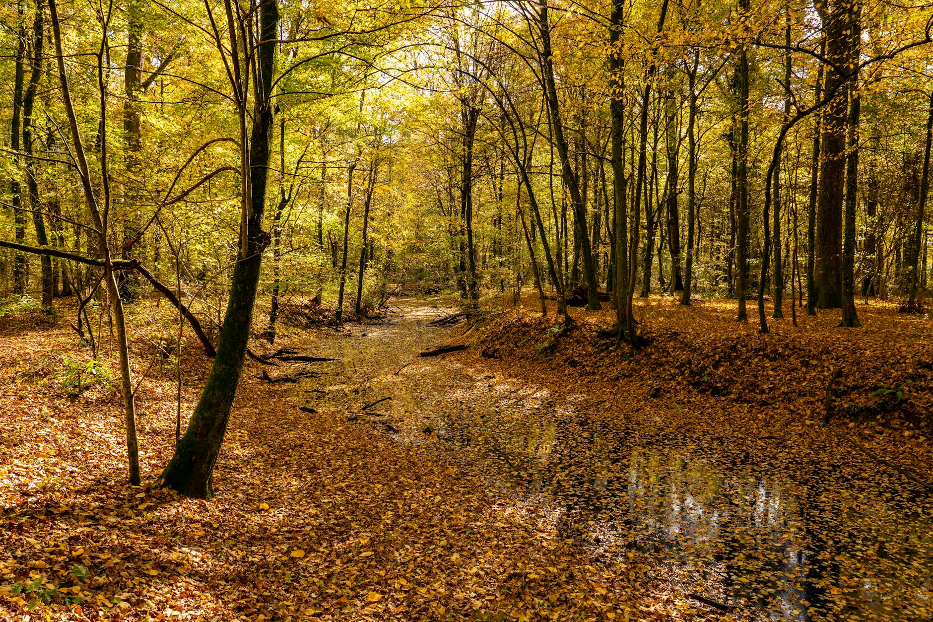 scenic autumn forest in garesnica croatia