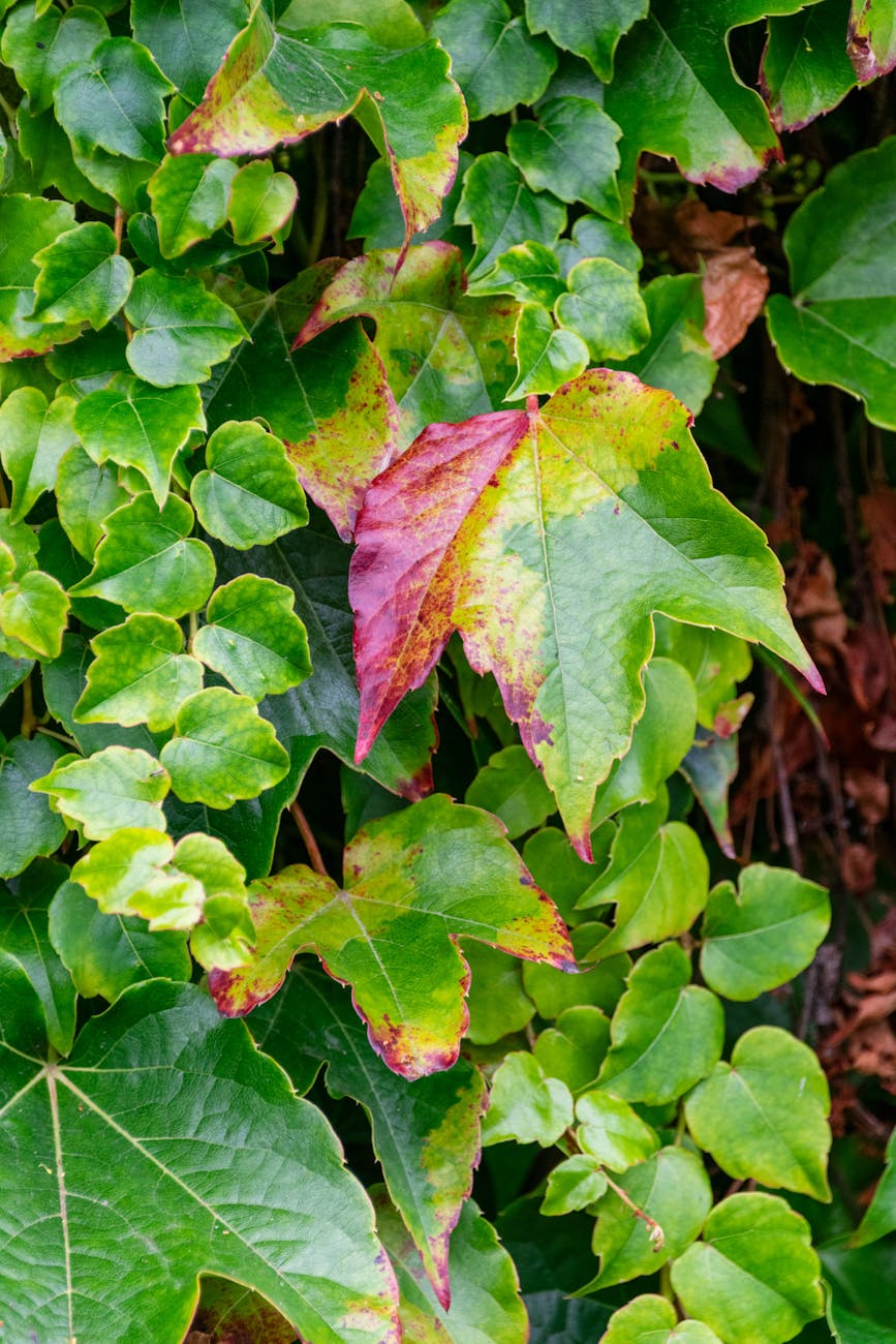 Nature Therapy for Seasonal Change: Walk and Talk Support in Maryland