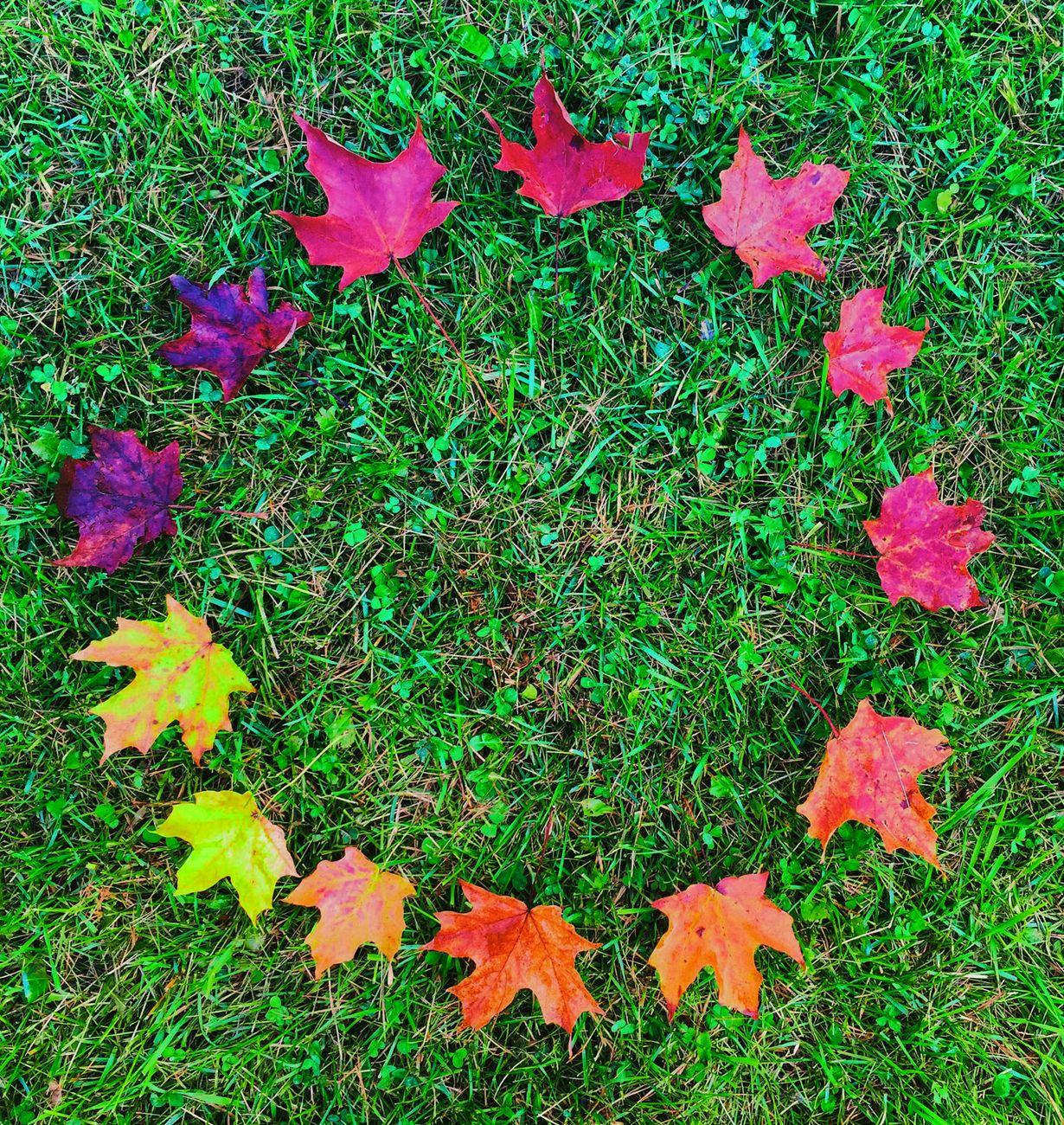 colorful maple leaves on the grass